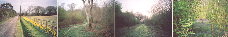 Grange Farm Holidays - Woodland Walks on the Isle of Wight
