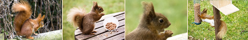Grange Farm Holidays - Red Squirrels on the Isle of Wight