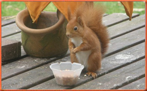 Grange Farm Holidays - Red Squirrels on the Isle of Wight