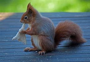 Red Squirrels on the Isle of Wight